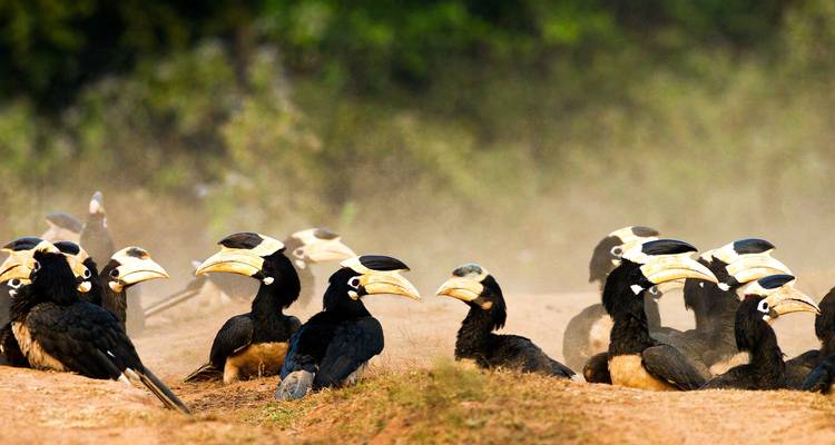 Volée de calaos sur un sol poussiéreux.
