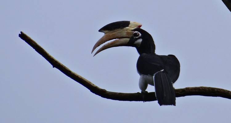 Calao perché sur une branche avec un ciel dégagé.