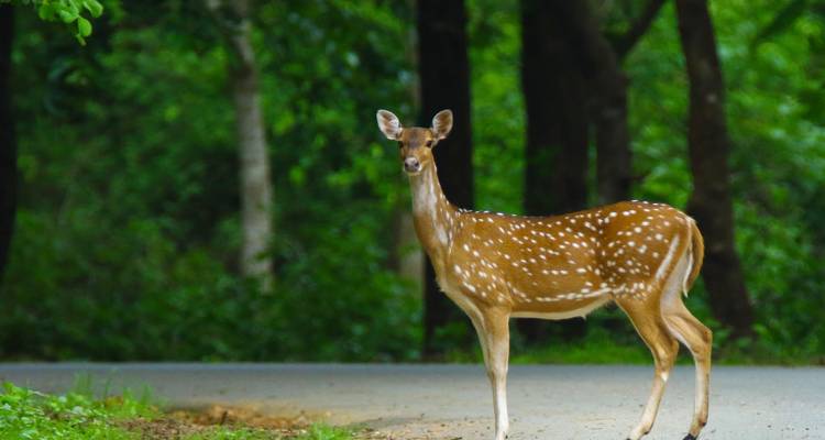 Cerf tacheté sur une route dans une zone forestière.