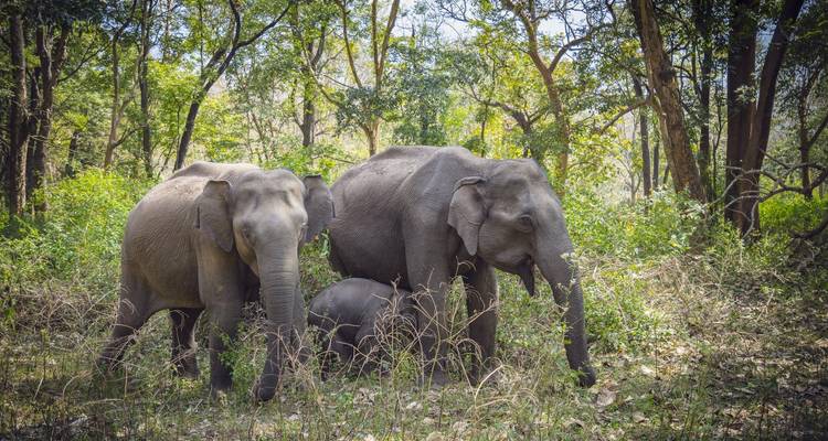 Famille d'éléphants dans une clairière de forêt.
