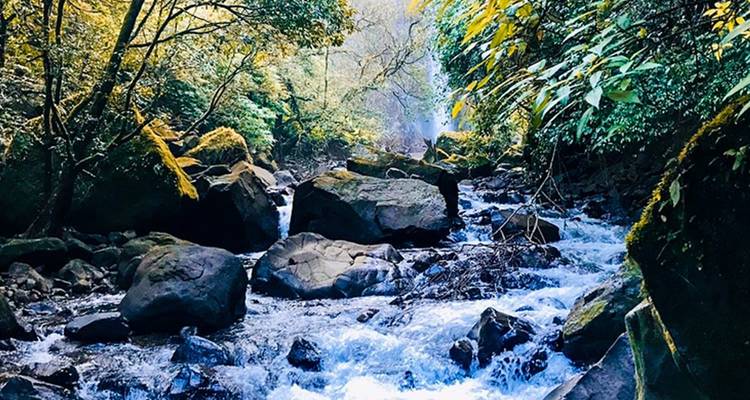 Rocky stream flowing through a dense forest.
