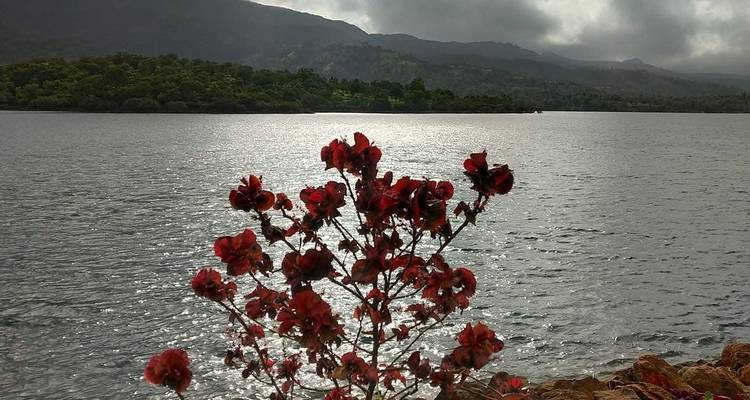 A scenic lake view with a focus on red flowers in the foreground.