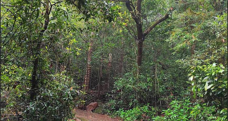A lush green forest with a dirt path.