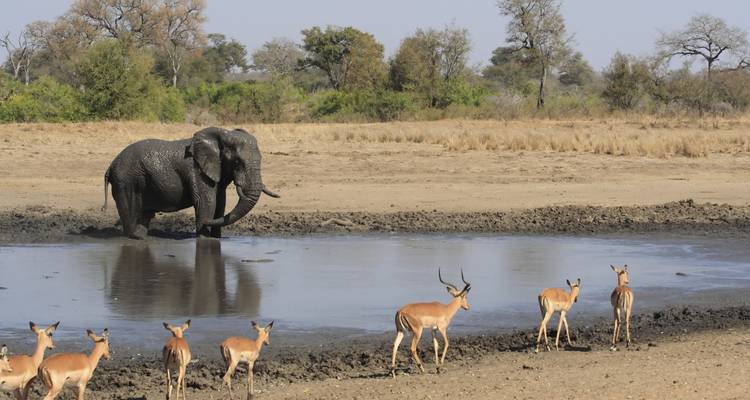 Kruger en profondeur - G Adventures 1