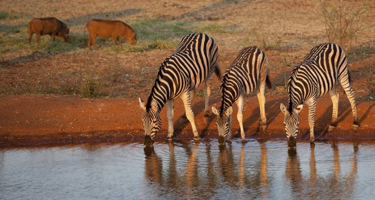 Kruger en profondeur - G Adventures 7
