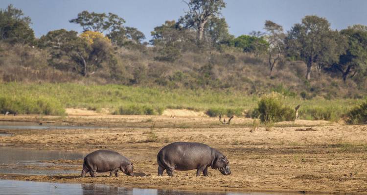 Kruger en profondeur - G Adventures 6