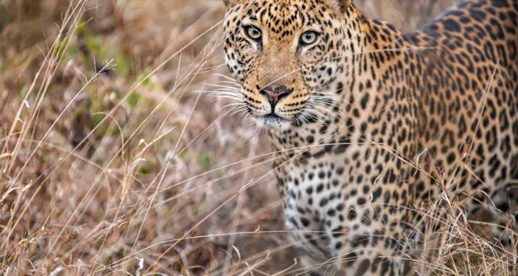 Primer plano de un leopardo de pie alerta en el pasto alto y seco de la sabana
