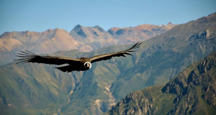 Un grand condor volant devant une majestueuse chaîne de montagnes.