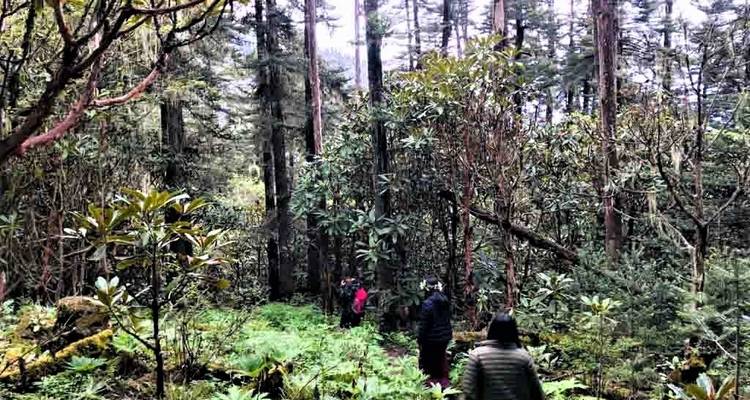 Groupe de personnes faisant de la randonnée à travers une forêt dense.