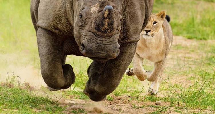 Angreifendes Nashorn mit einer im Hintergrund sichtbaren Löwin auf einer Safari.