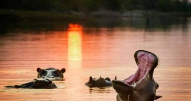 Nilpferd im Wasser bei Sonnenuntergang, mit weit geöffnetem Maul.