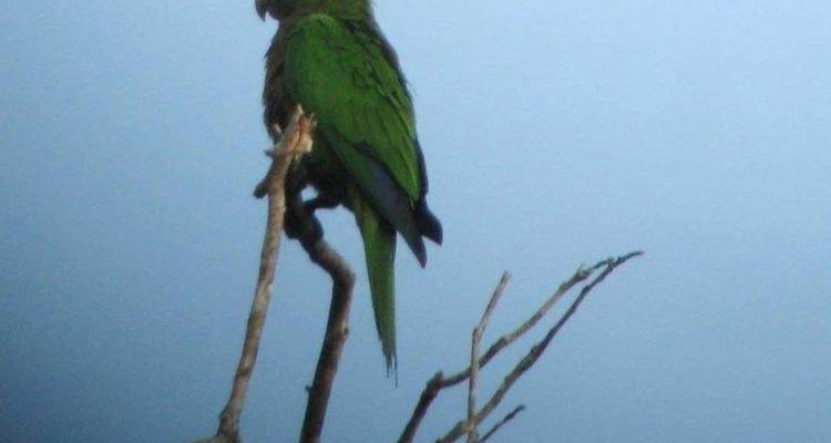 Costa Rica Birdwatching (On Request) - Destination Services Costa Rica 1