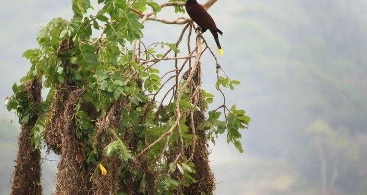 Costa Rica Birdwatching (On Request) - Destination Services Costa Rica 4