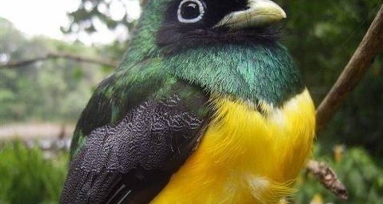 Costa Rica Birdwatching (On Request) - Destination Services Costa Rica 2
