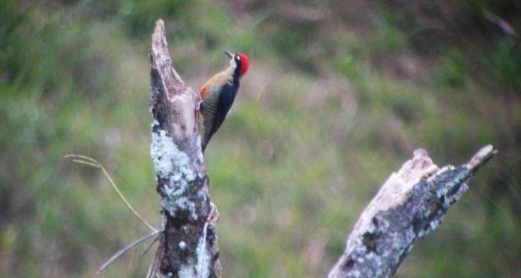 Costa Rica Birdwatching (On Request) - Destination Services Costa Rica 3