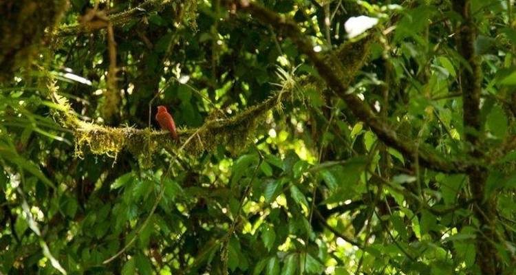 Costa Rica Birdwatching (On Request) - Destination Services Costa Rica 6
