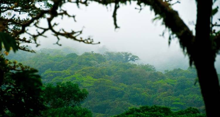 Vista brumosa sobre el dosel del bosque de niebla exuberante enmarcada por ramas cubiertas de musgo.