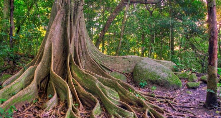 Mystic Waterfalls & Forests Of Costa Rica - Destination Services Costa Rica 9