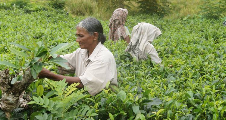 Tea pickers carefully pluck bright green leaves in a lush plantation field.