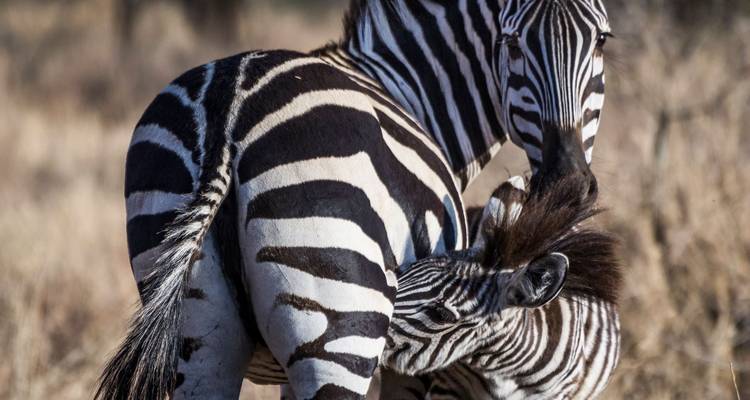 Zebra met een veulen dat tegen zijn zijkant aankoestert.