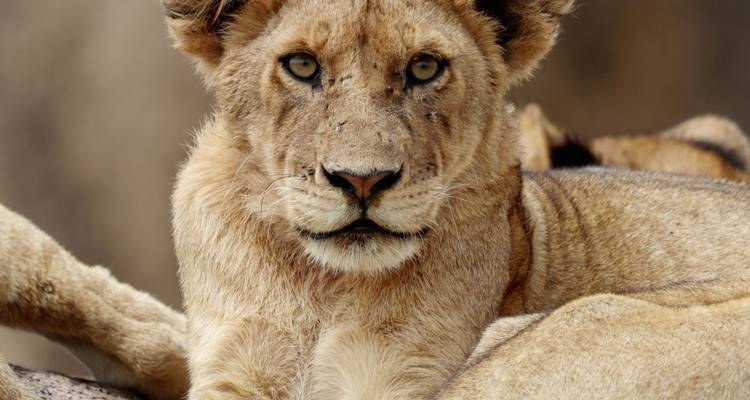 3 Days Affordable Tanzania Safari From Zanzibar - Kilipeak Adventures ltd 6