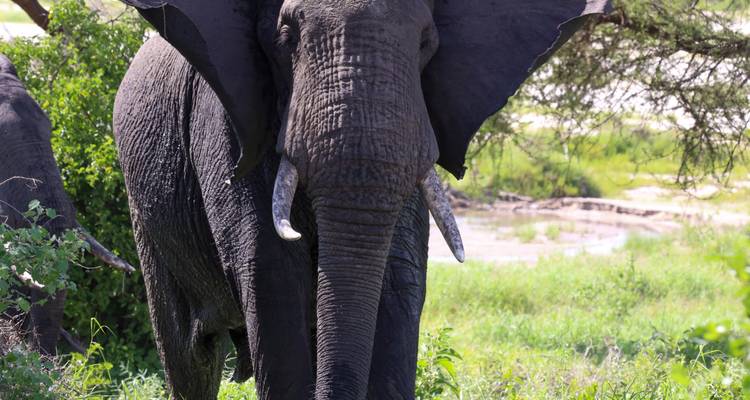 3 Days Affordable Tanzania Safari From Zanzibar - Kilipeak Adventures ltd 3