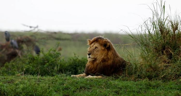 3 jours de safari abordable en Tanzanie au départ de Zanzibar - Kilipeak Adventures ltd 10