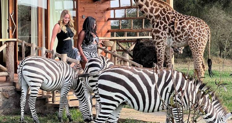 Des gens interagissant avec des zèbres et une girafe près d'un lodge en bois.