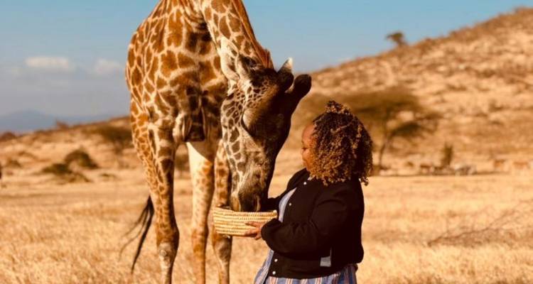 Une personne nourrissant une girafe dans un champ ouvert.
