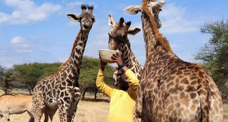 Une personne nourrissant des girafes dans un environnement de safari.