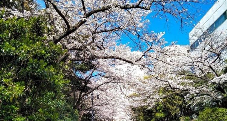 Circuito de Lujo de 16 días por el encantador Japón - Tweet World Travel 9