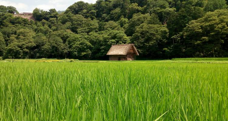 Una solitaria casa de campo con techo de paja se alza en medio de exuberantes arrozales verdes, respaldada por colinas cubiertas de bosque.