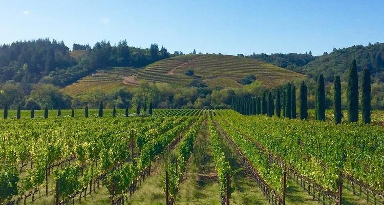 Cycle Sonoma & the Napa Valley - Intrepid Travel 4
