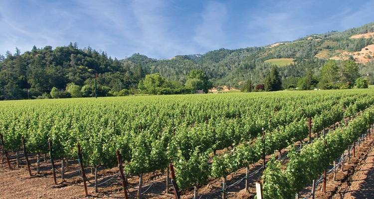Cycle Sonoma & the Napa Valley - Intrepid Travel 3