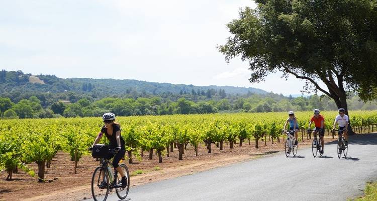 Cycle Sonoma & the Napa Valley - Intrepid Travel 9
