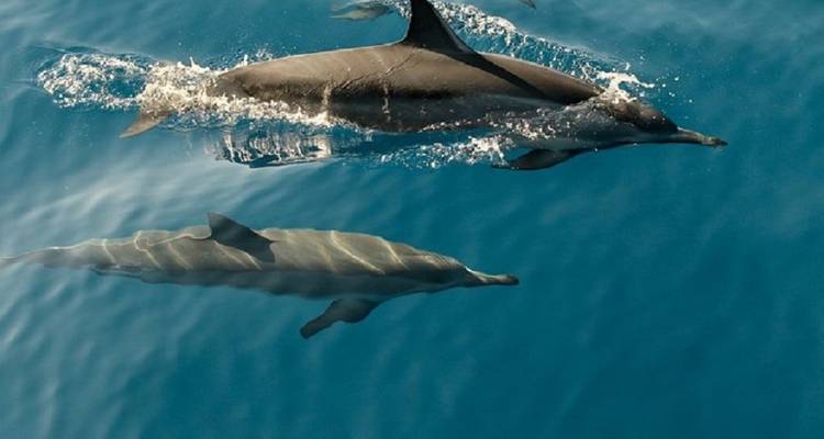 Maldives Adventure of Your Life! - Corallium Tours 3