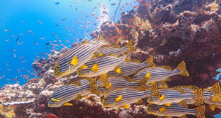 Maldives Adventure of Your Life! - Corallium Tours 7