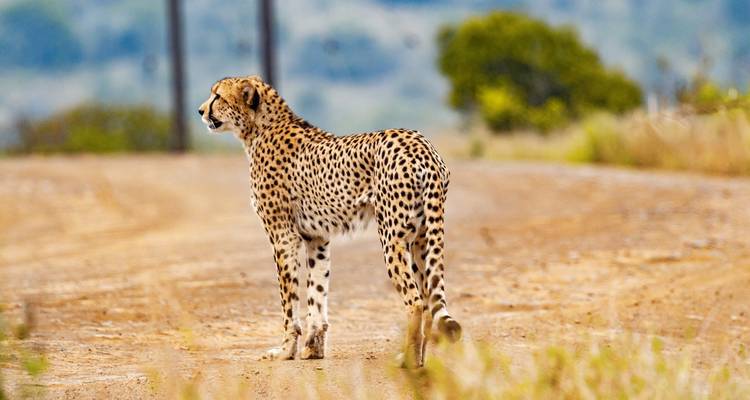 Garden Route et Addo Adventure 9 Jours/8 Nuits - Confort - Across Africa Tours & Travel 1