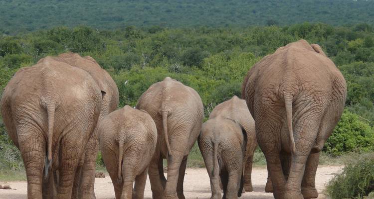 Garden Route et Addo Adventure 9 Jours/8 Nuits - Confort - Across Africa Tours & Travel 4