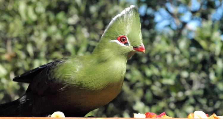 Garden Route et Addo Adventure 9 Jours/8 Nuits - Confort - Across Africa Tours & Travel 7