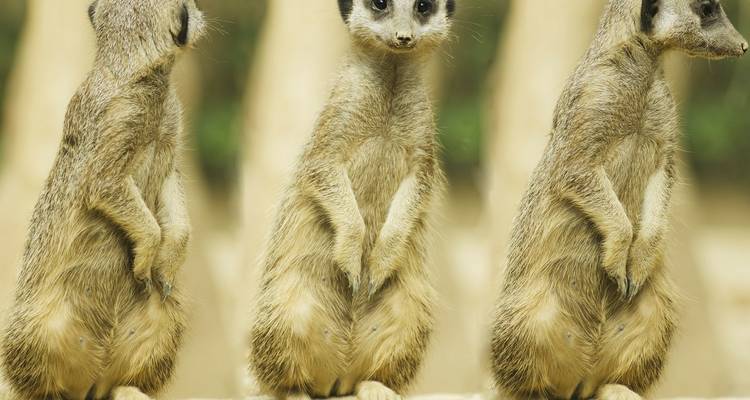 Garden Route et Addo Adventure 9 Jours/8 Nuits - Confort - Across Africa Tours & Travel 8