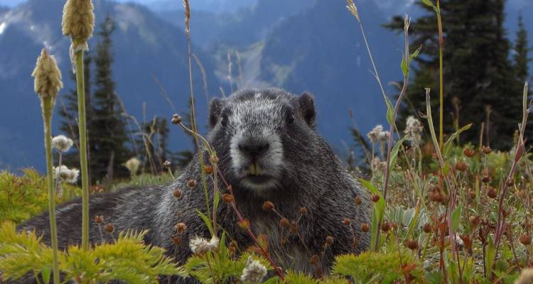 USA - Best of WA - Parcs nationaux des Cascades du Nord et du Mont Rainier - Bucket List Group Travel LLC 7