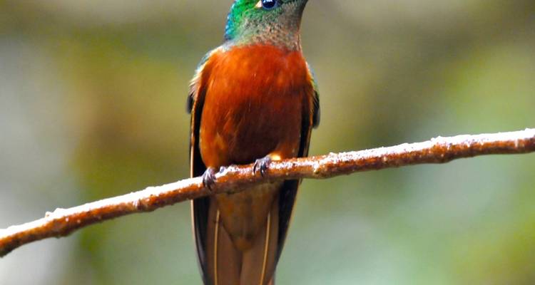 Camping et kayak en Amazonie Découvrez Yasuni 5 jours - Adventure Journeys 9