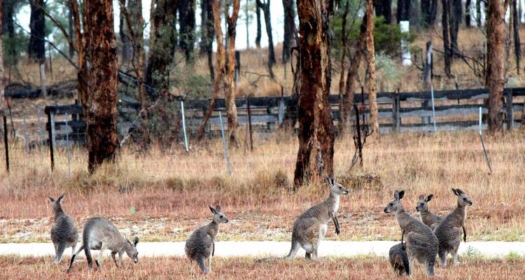 Esencia del Outback - Regreso a Cairns (2024) - APT 7
