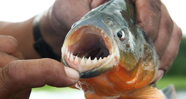 Gros plan de mains tenant un piranha aux mâchoires ouvertes révélant des dents acérées