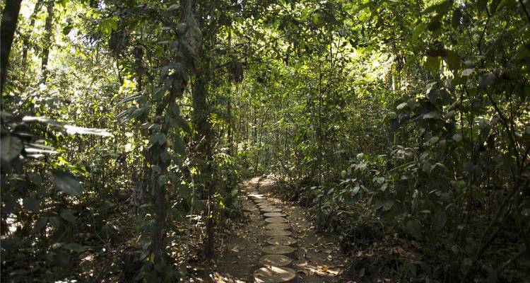 Étroit sentier de jungle avec des pierres de pas circulaires menant vers une végétation dense