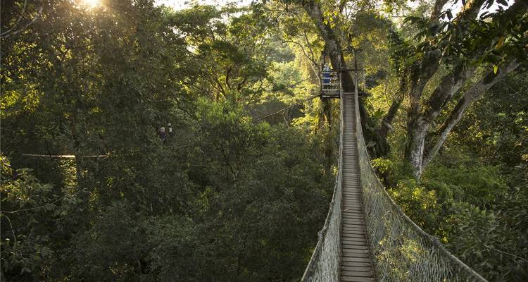 Pont suspendu étroit en forme de dais s'étendant à travers une forêt tropicale dense avec la lumière du soleil filtrant à travers