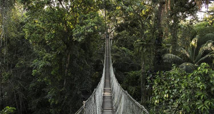 Vue directe le long d'une longue passerelle suspendue haut dans la canopée de la forêt tropicale humide