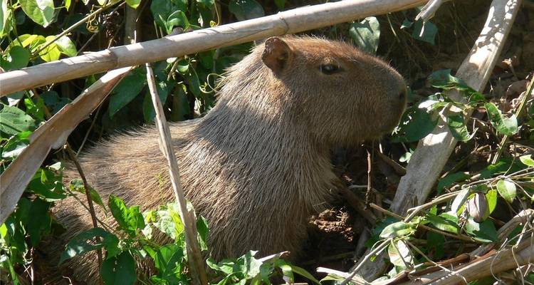 Capybara resting among dense green vegetation and sticks near water.