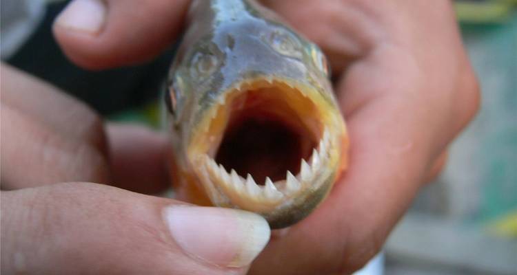 Close-up of a fish’s open mouth displaying sharp triangular teeth.